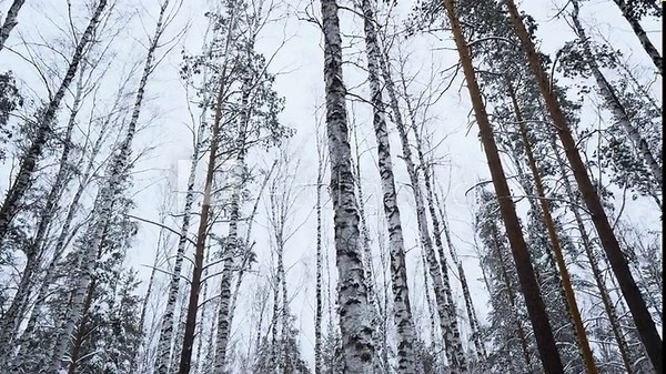 View from below of beautiful trees in winter forest on cloudy day. Media. Beautiful tree trunks with bare crowns on snowy winter day. Winter forest with trees in snow