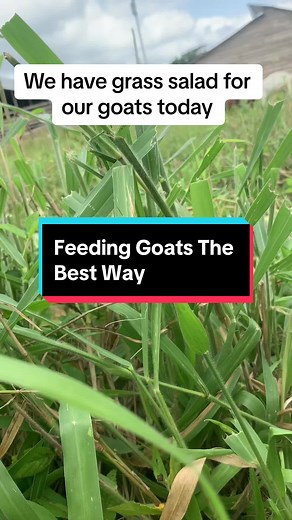 Feeding Goats: Grass Feeding Practices in African Livestock Farming