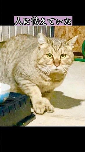 野良の成猫って懐くの？ #元野良猫 #感動 #猫ッチョファミリー