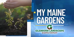 My Maine Gardens: powdery mildew