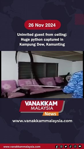 Huge Python Captured from Ceiling in Kampung Dew, Malaysia
