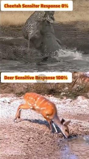 🔥💯Cheetah vs Deer Sensor Response Speed