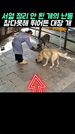 훈련 중 선 넘어버린 개 그리고 등장한 실세 도베르만의 참교육