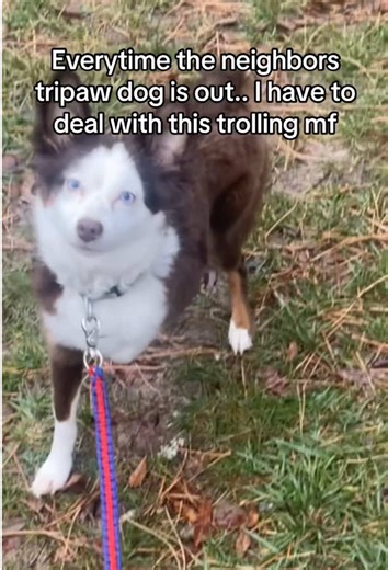 Hilarious Dog Moments That Will Make You Laugh Out Loud