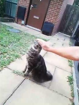 gatto [excerpt from heatwave e PEC (VID 20260714 184843