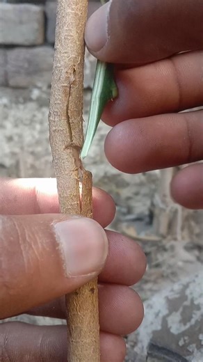 What are the BEST Grafting Techniques for Beginners Now