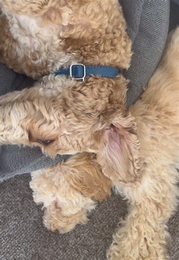 The second dog effect #cockapoodaily #cockapoo #seconddog #dogs #puppy