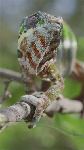 Why Do GIRAGIT Change Color? and How? #fact #factmyth #myth