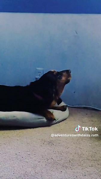 adventures with Daisy ruth (@adventureswithdaisy.ruth)’s videos with Bad To The Bone - George Thorogood & The Destroyers