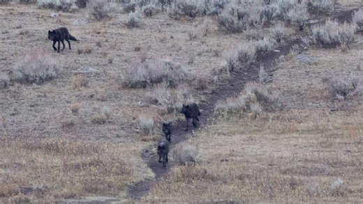 Way too close: Photographer captures viral Yellowstone National Park wolf encounter
