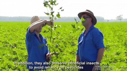 How Cotton Processing in Factory, Cotton Cultivation - Cotton Farming and Harves