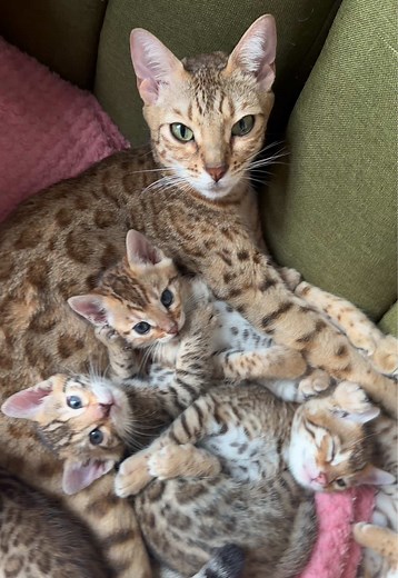 Adorable Kitten Moments That Are Almost Painful to Watch