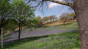 A valley of beautiful wild English bluebells in the countryside