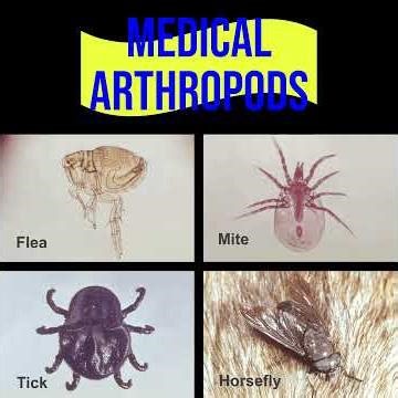 Arthropod Disease Vectors Tick Mite Flea Horsefly CDC Medical Microbiology USMLE High Yield Prep