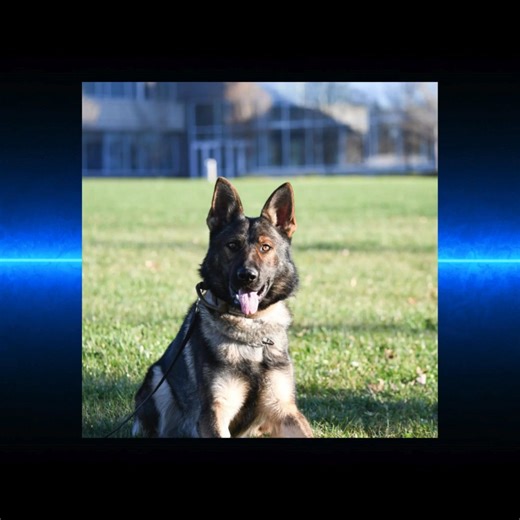 The Dickenson County Sheriff’s Office regrets to inform you of the loss of deputy K9 Ranger after a 3 month long battle with PLE (Protein-losing enteropathy). K9 Ranger worked for DCSO since 2020 and was a priceless asset to the department. During his time at the department K9 Ranger had 400 narcotic related finds, tracked multiple violent fugitives and missing persons, and helped to deescalate violent situations. His dedication to his job saved a countless number of lives. Ranger loved his job 