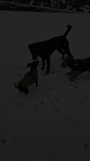 Prinz Anubis... (@nicolekrasmannperro)’s videos with Originalton - S51.Nick.3