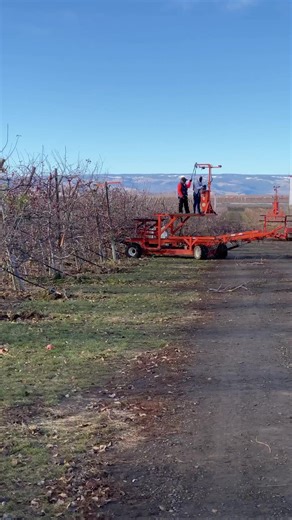 24K views · 225 reactions | Ever wonder what happens at an apple orchard in the wintertime? Follow us along at the Stemilt orchards as we give you an inside look at our hedge trimming process and why it’s so important! | Stemilt | Facebook