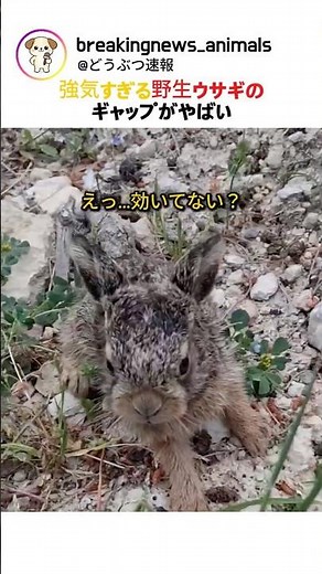 The contrast between the overly confident wild rabbit and its normal demeanor is insane.