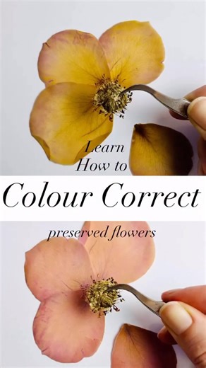 What you will learn👇🏻 ✔️ The equipment required for colour correction methods, ✔️ Understanding how to create mixtures for your colour correction, ✔️ Methods of application for pressed and whole-dried flowers, ✔️ Which methods are suitable for resin art, frames and other crafts. Discover the course at littlepressedflower.co.uk, or use the link in my bio 🔗 #colourcorrection #flowerpreservation #flowercrafts #pressedflowers #flowerpressing | Little Pressed Flower