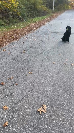 18 reactions · 4 comments | Impulse Control with Hartwell and linking commands together | Scott Mace | Facebook