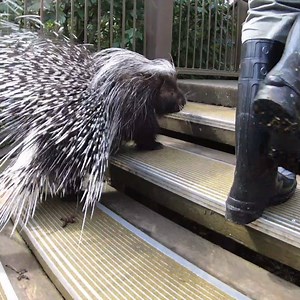 Nolina went on an adventure to see the giraffes! | Oregon Zoo