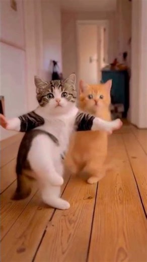 Dancing Cat #viral #ai #cat #youtubeshorts #funny