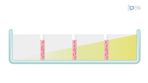 Video: Assessing Bacterial Swarming Using a Gradient Inhibitor Plate - Experiment