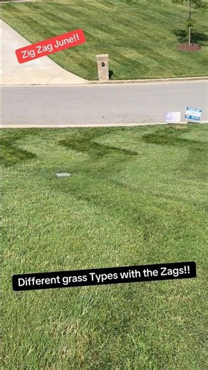 Zig Zag June!! different grass Types with the Zags!💯💯💯
