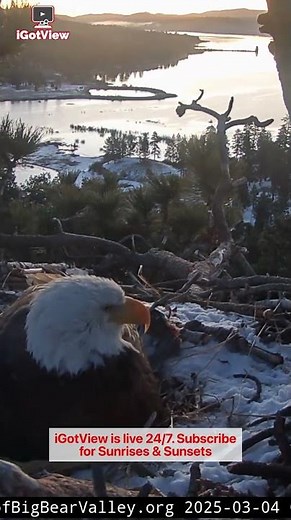 Nesting Bald Eagle at Big Bear Lake 🦅🌲☀️