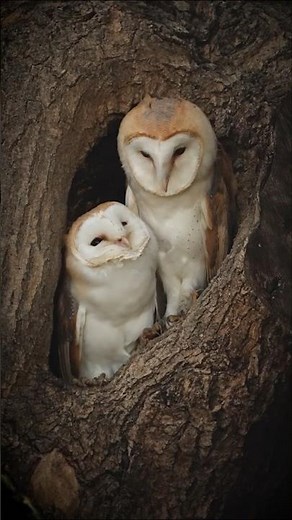 Feathered Affection 🦉 🪶 #BarnOwls #BirdBehaviour #WildlifePhotography #Birds #Shorts