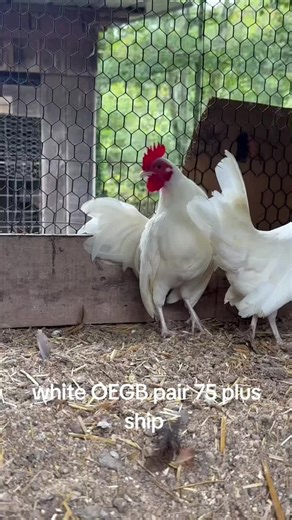 white OEGB pair 75 plus ship