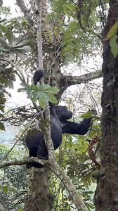 12K views · 138 reactions | Who said #mountaingorilla #silverback...
