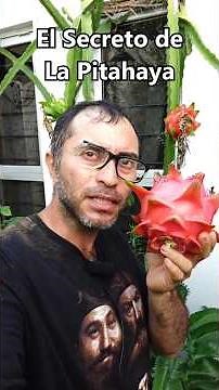 The Secret of the #pitahaya #pitahayafruit #exoticfruits #fruits #exoticfruitplants #fruits #field