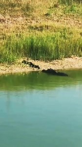 25K views · 153 reactions | Crocodile crunch a python  | Eating Sounds | Facebook