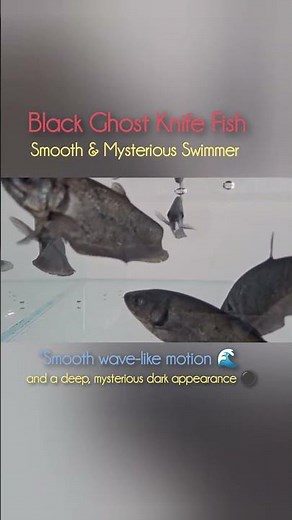 Black Ghost Knife Fish ⚫ | Smooth & Mysterious Swimmer