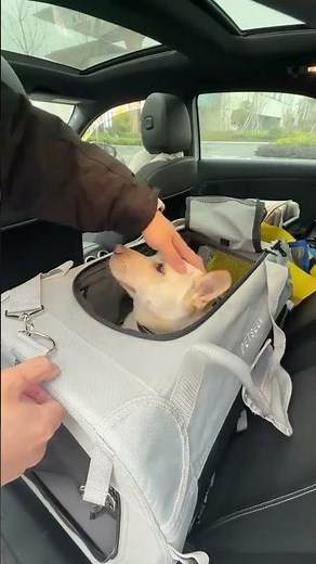 The Ultimate Foldable Pet Carrier for Safe Car Travel!