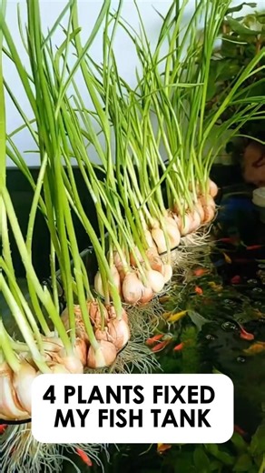 I Fixes My Fish Tank With 4 Kitchen Plants .. Here's What Happened