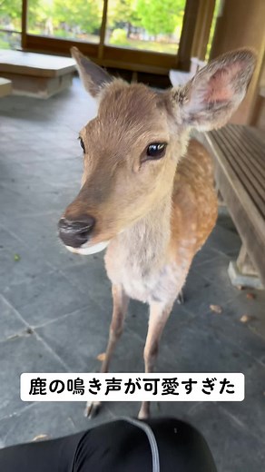 奈良公園の鹿の鳴き声が可愛すぎた！