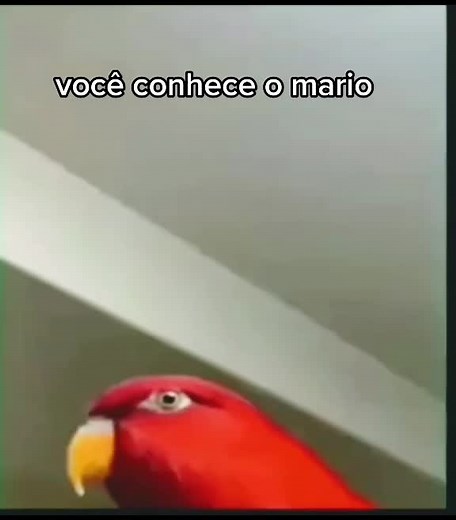 _Leonardo_Campos_ no TikTok