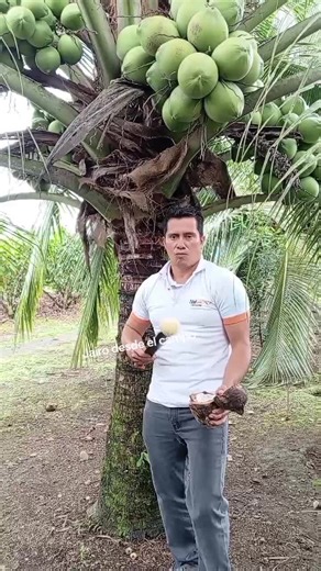 Cómo identificar la manzana del coco lista para consumir