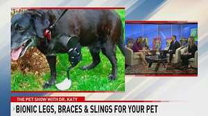 Bionic legs, braces and slings to help pets recover from injury