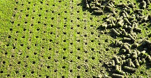Aerification at We-Ko-Pa | Why, How and When