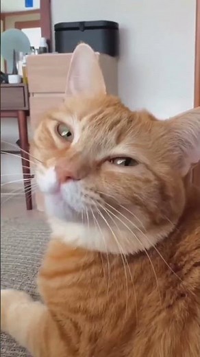 Cat’s First Funny Yawn Compilation 😹 #funnycat #viralshorts