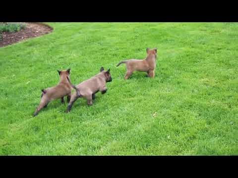 Belgian Malinois Puppies for Sale