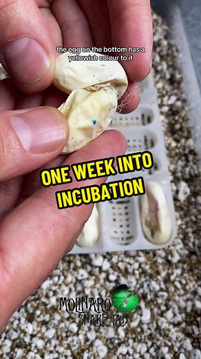 Egg Cutting Update: One Week into Incubation