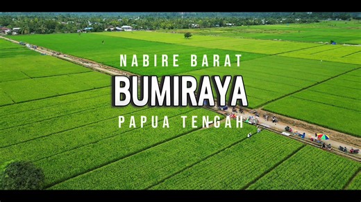 Kunjungi Nabire Sebelum Panen Padi