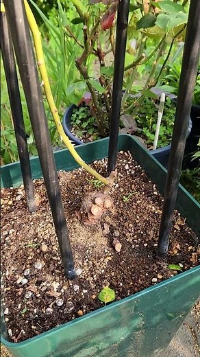 パブロワ １２号鉢