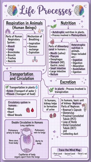 Life Processes Class 10 Biology | Handwritten Cheat Notes🔥 #class10 #biology #science #notes