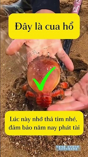 Cùng tìm hiểu những loại hải sản có thể ăn và không thể ăn nhé!#shorts