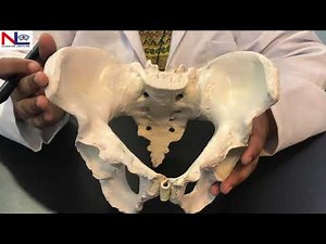Female Pelvis in Hindi (हिंदी) | Practical Explanation | Nursing Lecture
